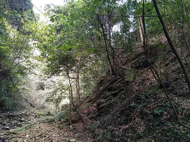 逃离马儿森林